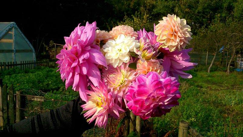 volkstuin%20dahlia-17-gemiddeld.jpg